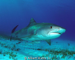 Taken at Tiger Beach in the Bahamas. Olympus SP350 with w... by Albert Watts Iii 